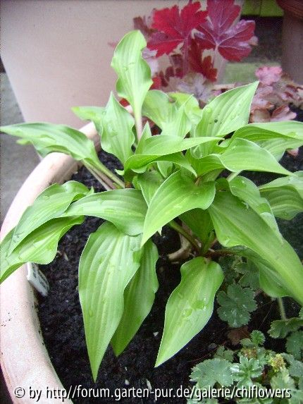 Mini-Hosta Little Red Rooster