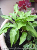 Mini-Hosta Little Red Rooster