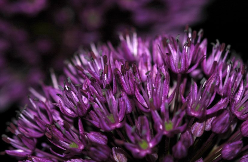 Allium 1