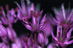 Allium 2