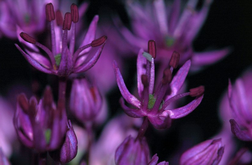 Allium 3