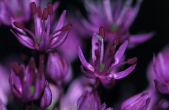 Allium 3