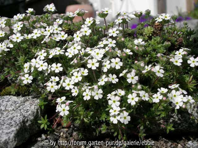 Androsace barbulata
