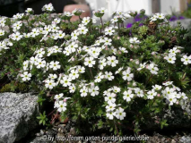 Androsace barbulata