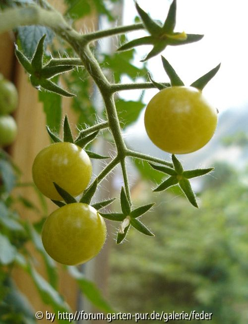 Weisse Johannisbeertomate