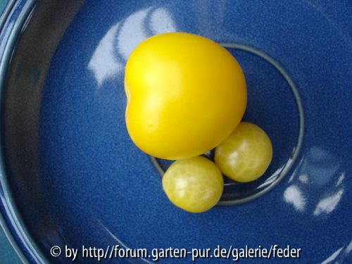 Weisse Johannisbeertomaten/Pendulina