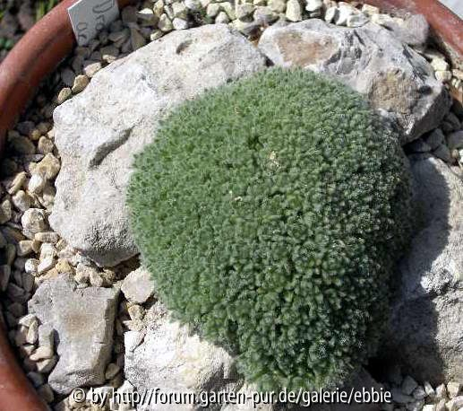 Draba acaulis