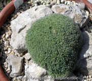 Draba acaulis