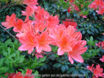 laubabwerfender Rhododendron
