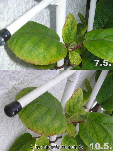 Kiwi nach Mg Dünger B