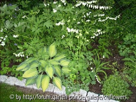Hosta June