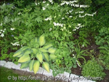 Hosta June