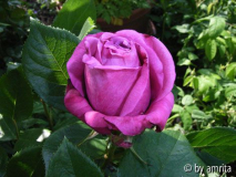 Blue Parfum_Knospe