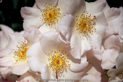 19_07_05-Sally-H_-Blüten-kl.jpg