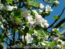Apfelblüte