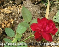 Francis Dubreuil 05