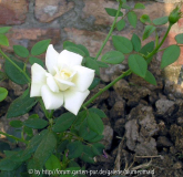 Kaiserin Auguste Luise 05-07