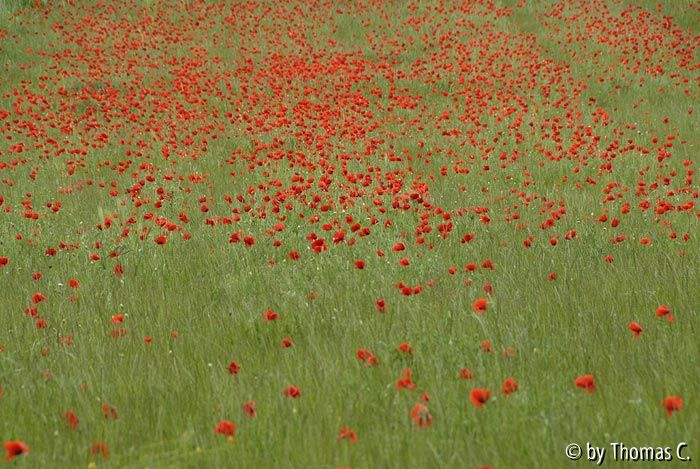 Im Feld 01