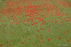 Im Feld 01