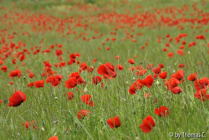 Im Feld 02