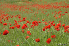 Im Feld 02