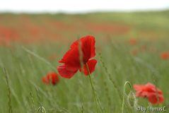 Im Feld 03