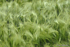 Im Feld 07