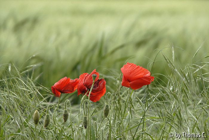 Im Feld 08