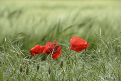 Im Feld 08