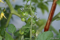 070513 Gelbe Ribisel