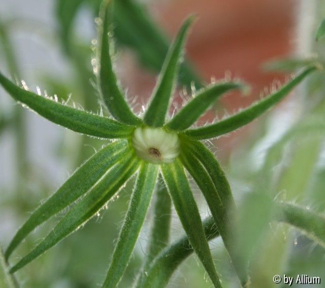 070513 Kroatische Fleischtomate