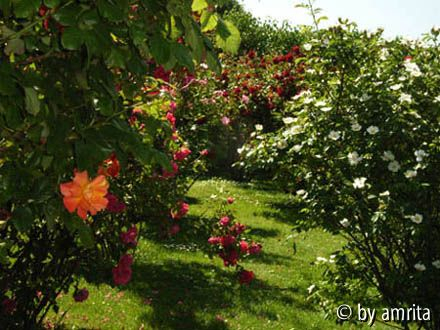 Volksgarten_Rosen2