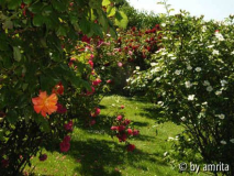 Volksgarten_Rosen2