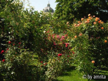 Volksgarten_Rosen1