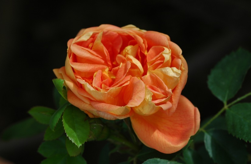Rosa