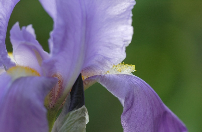 Iris