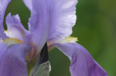 Iris