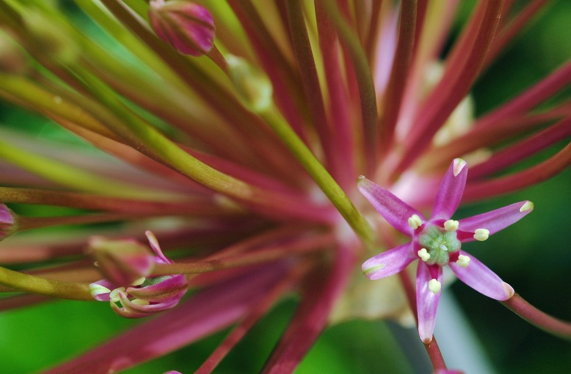 Allium