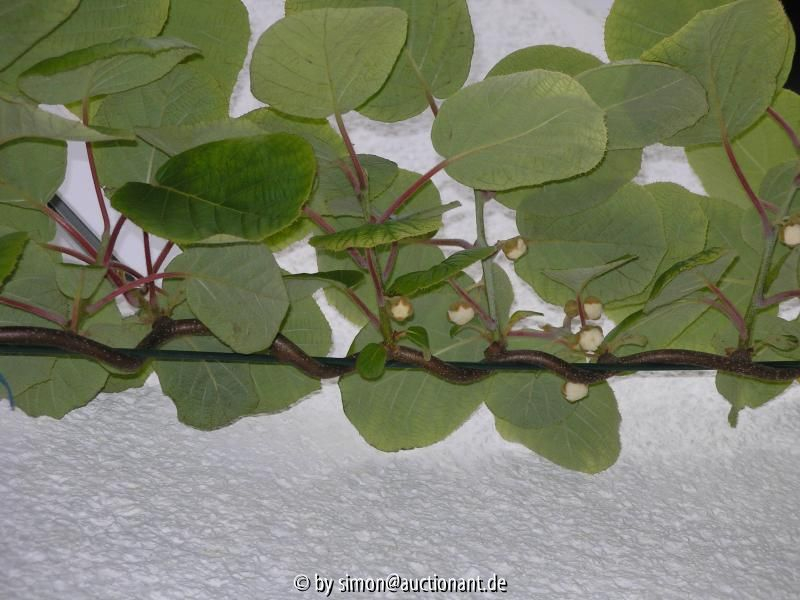 Kiwi Blüten 2007