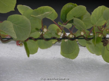 Kiwi Blüten 2007