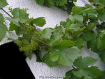 Wein Regent