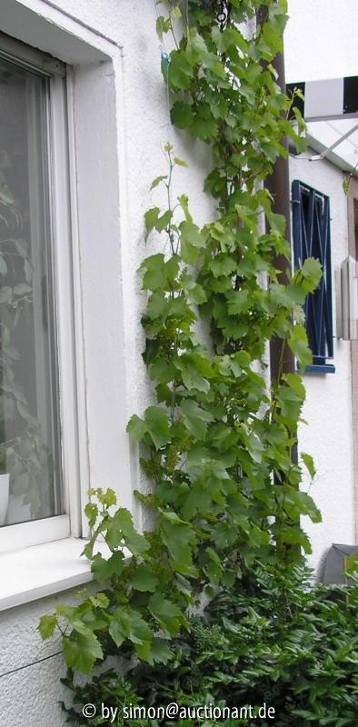 Wein Regent
