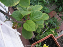 Kiwi Mg Mangel ?