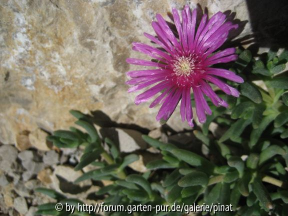 Delosperma cooperi