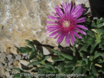 Delosperma cooperi