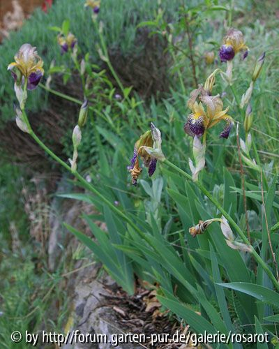 Iris sambucina ?