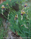 Iris sambucina ?