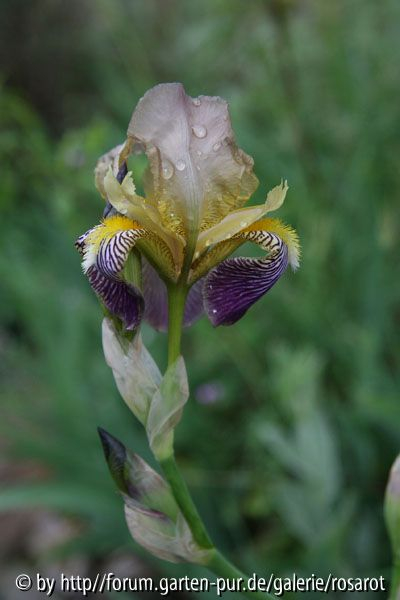 Iris sambucina ? Blüte