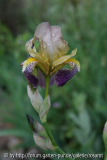 Iris sambucina ? Blüte