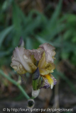 Iris sambucina ? von oben